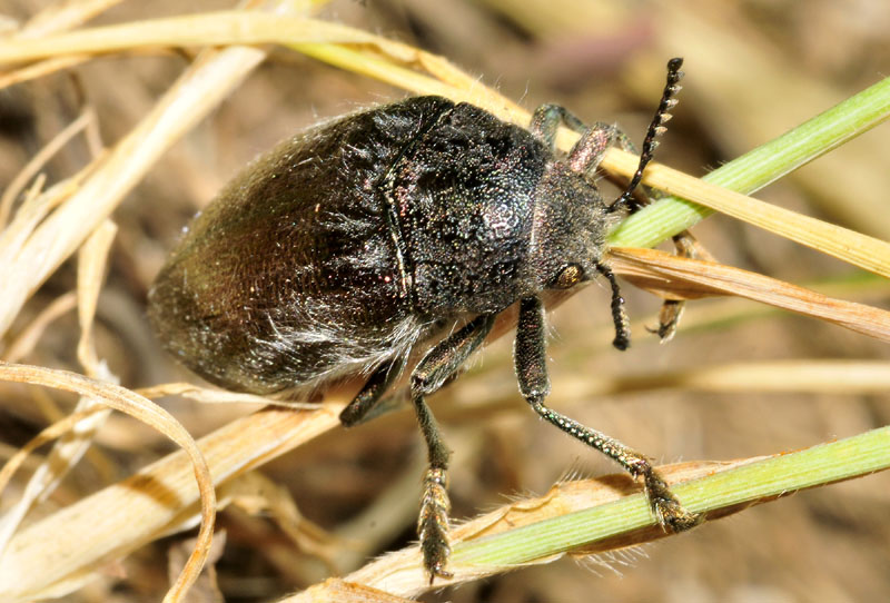 Buprestidae peloso dalla Grecia: Julodis pubescens